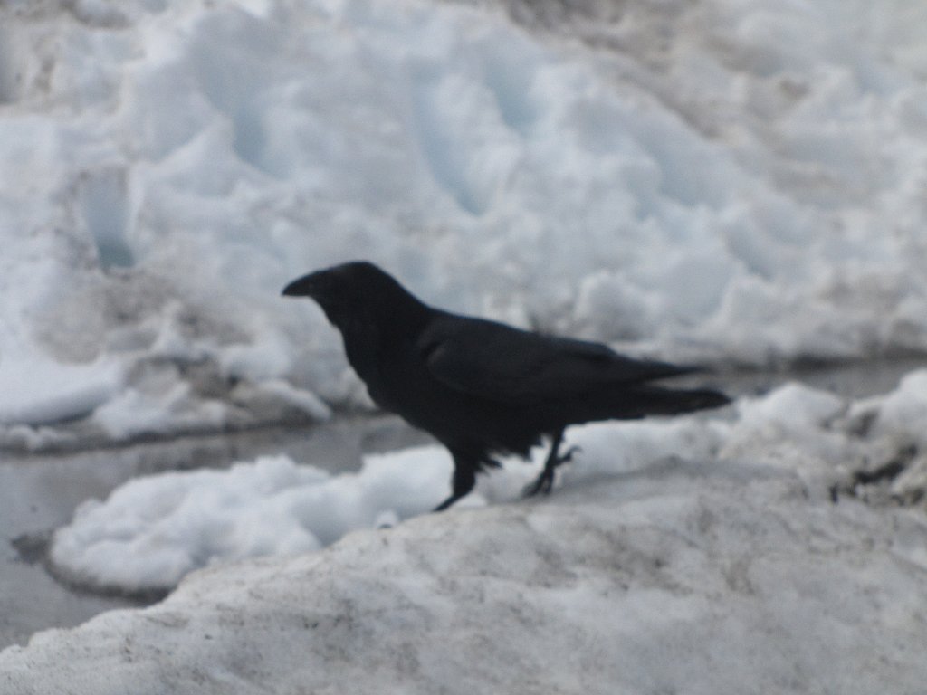 IMG 3584