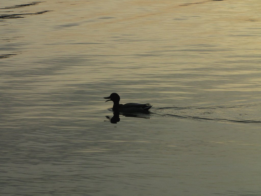 IMG 3683
