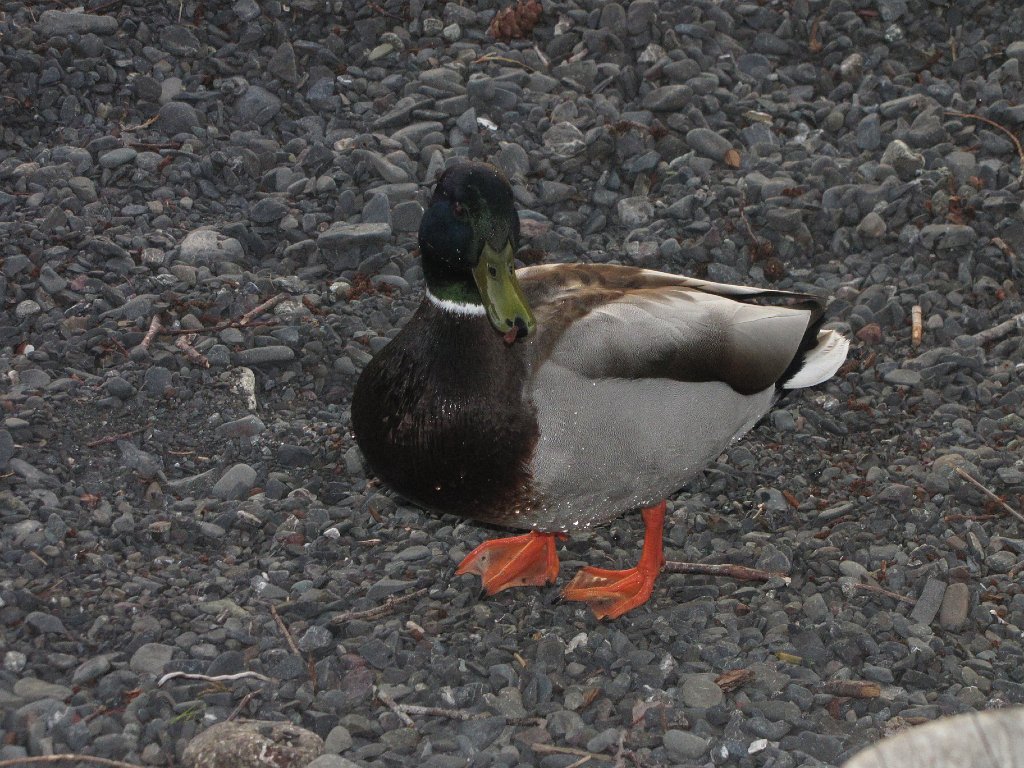 IMG 3687