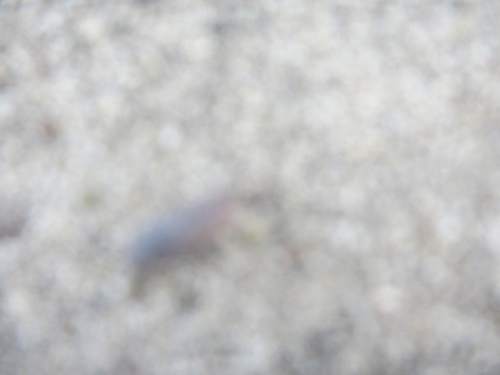 IMG 2344