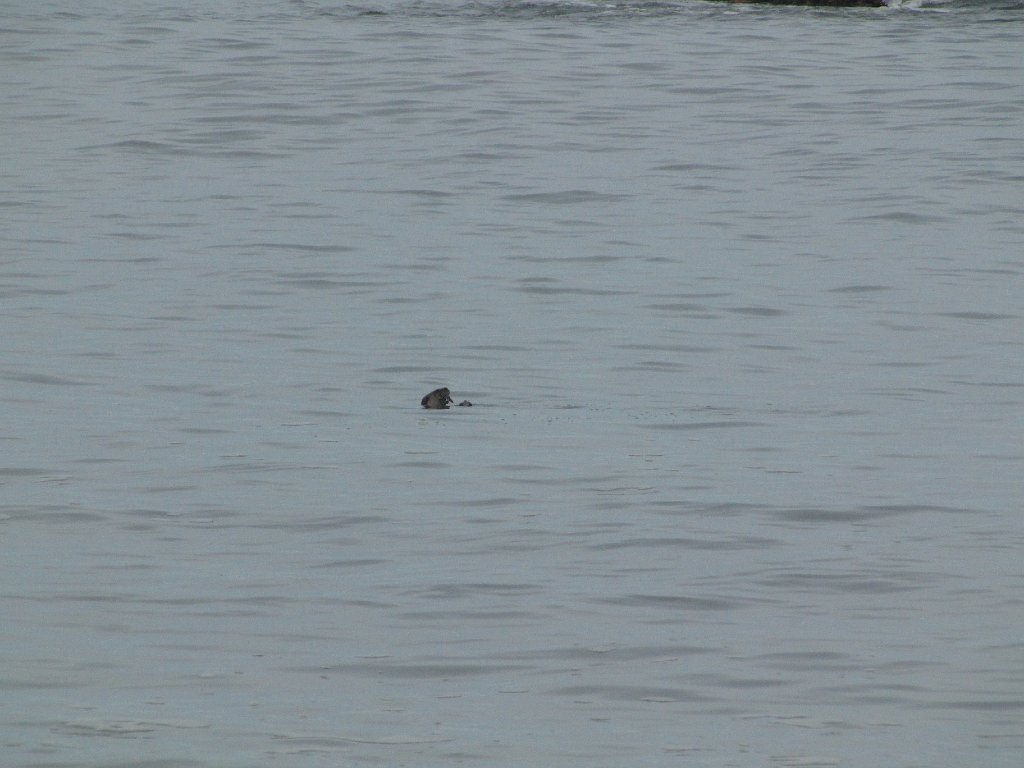 IMG 3721