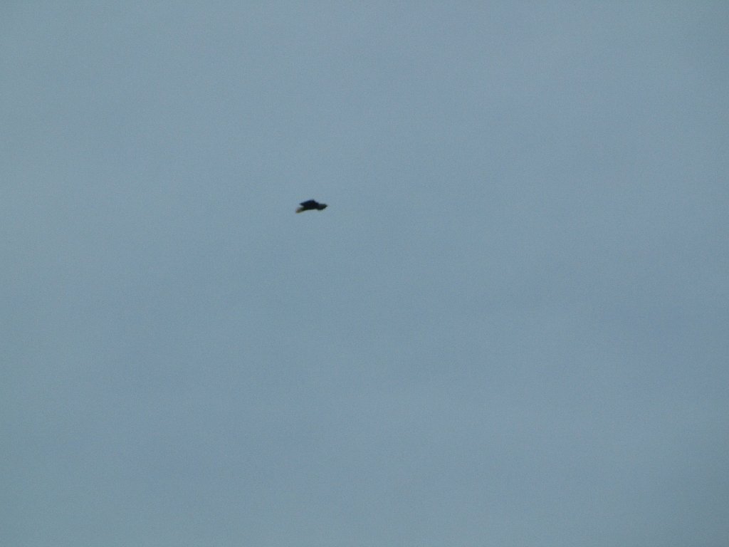 IMG 3863