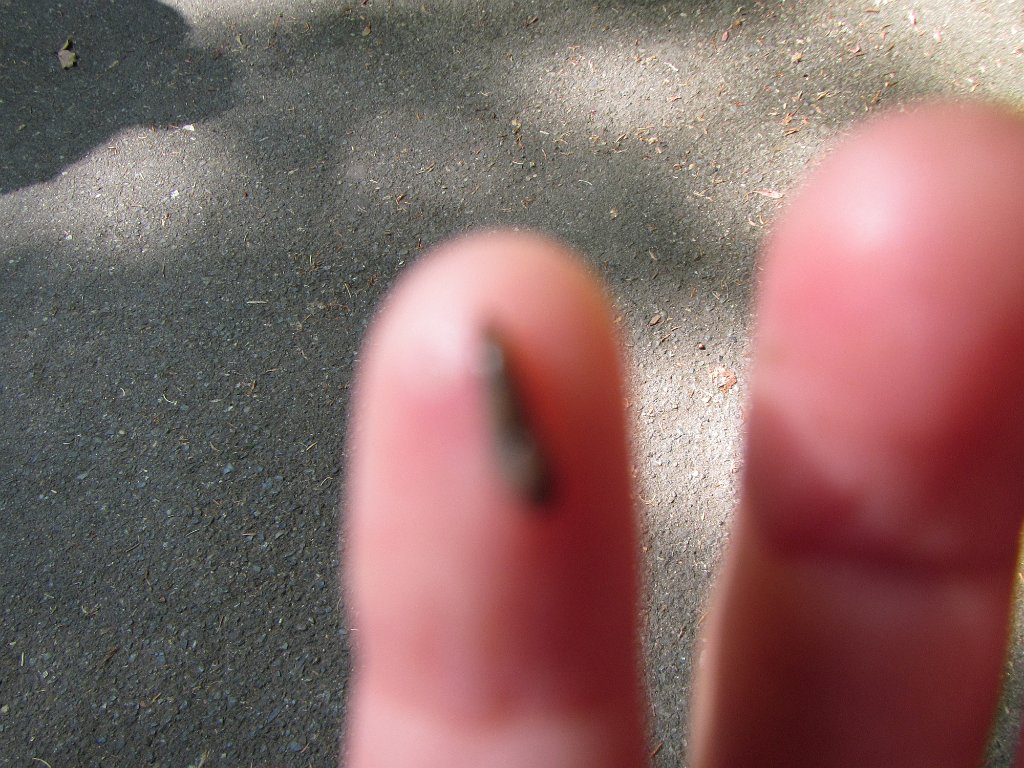 IMG 1848