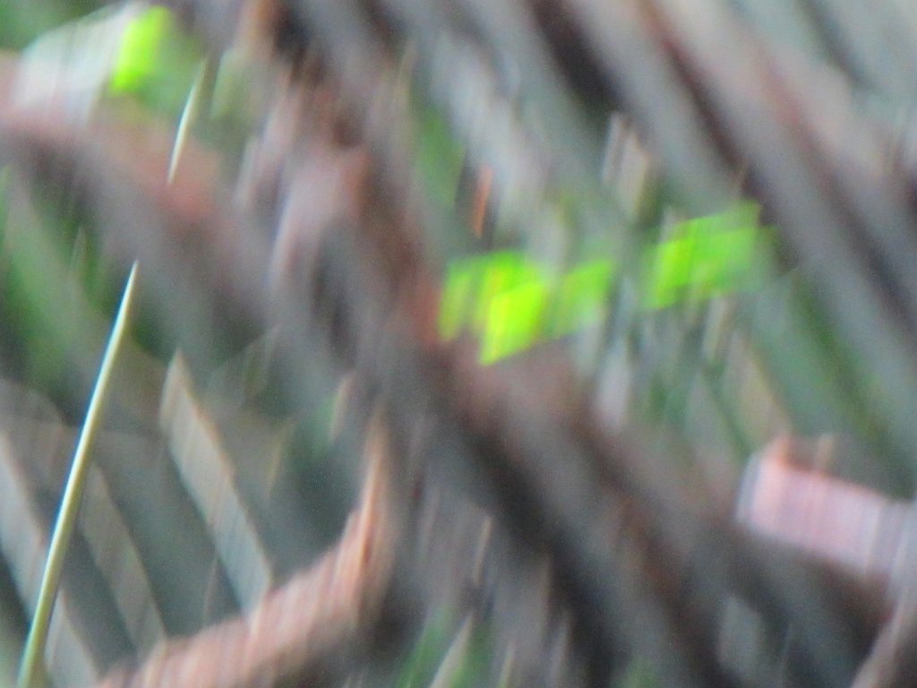 IMG 1869