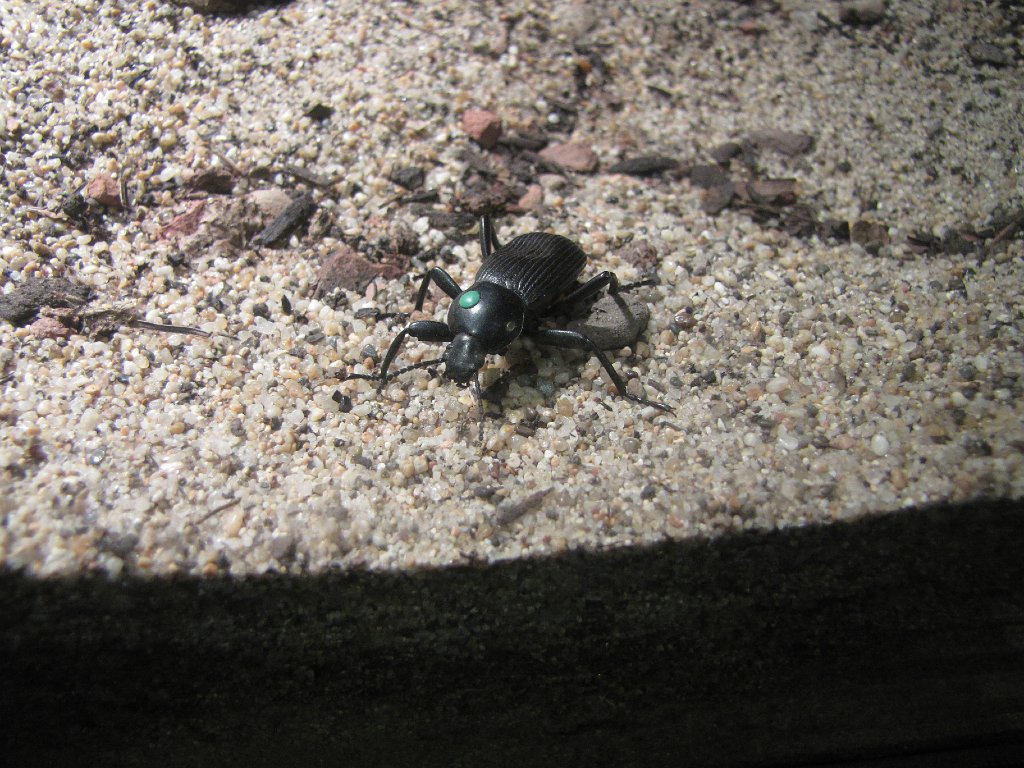 IMG 2616