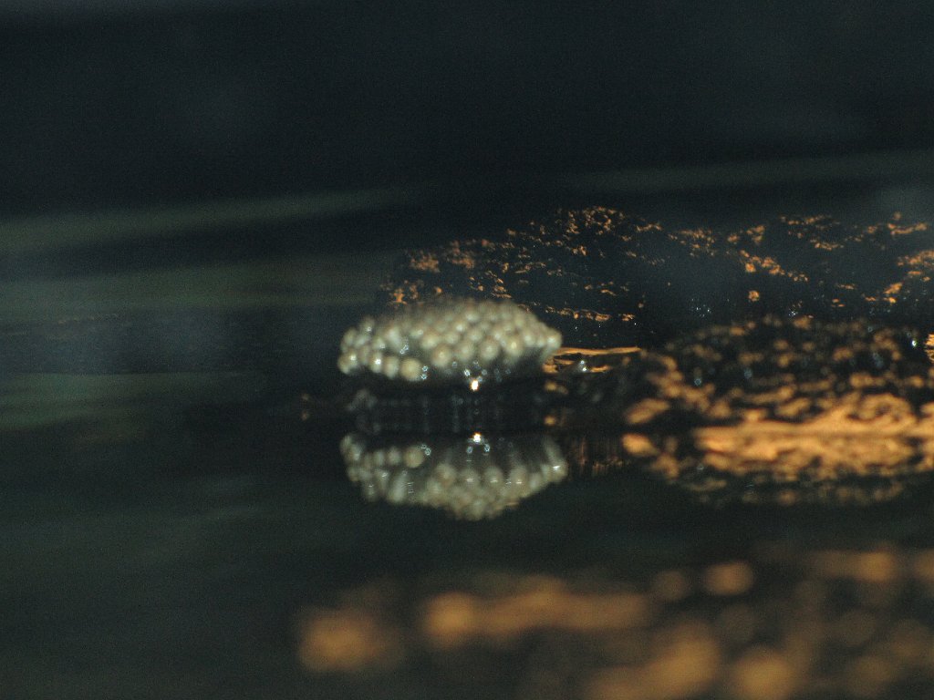 IMG 2626