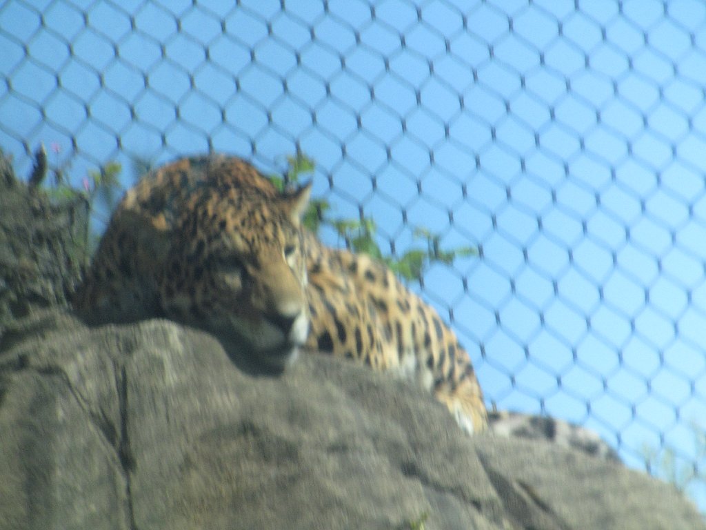 IMG 2662