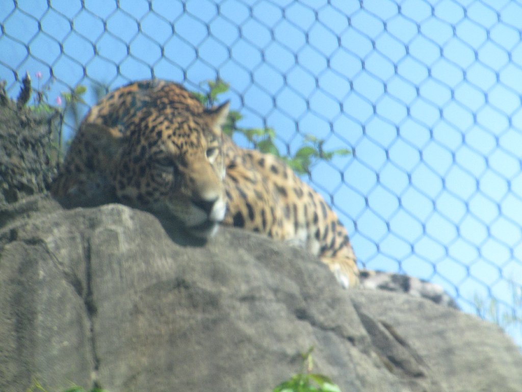 IMG 2663