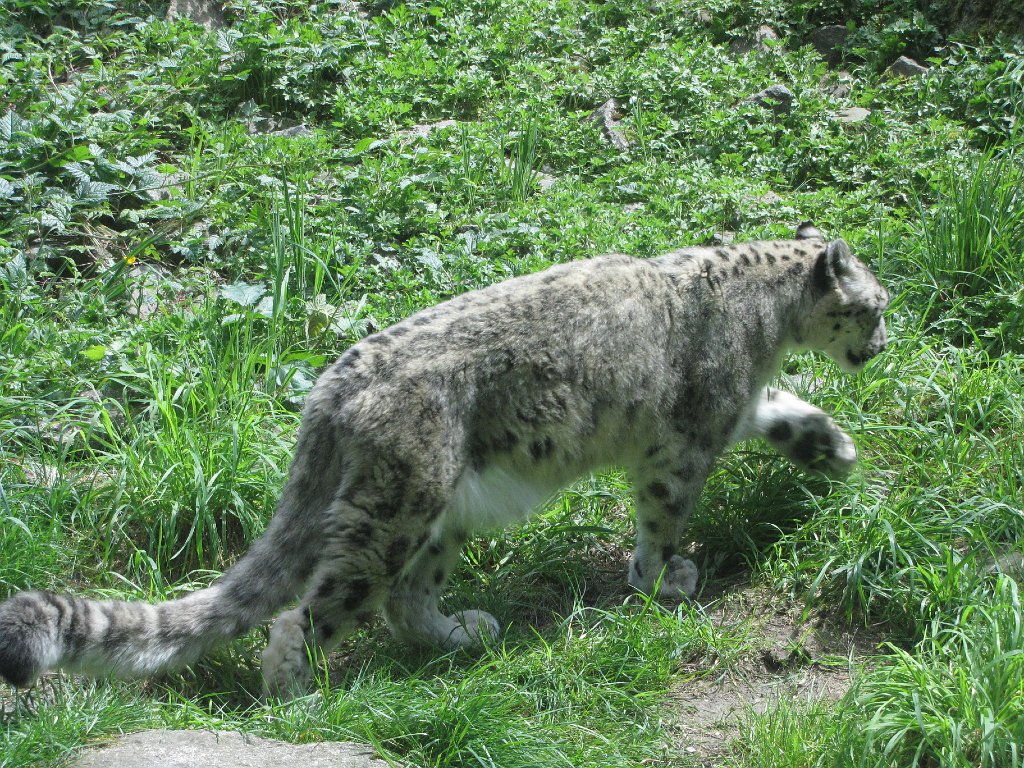 IMG 2768