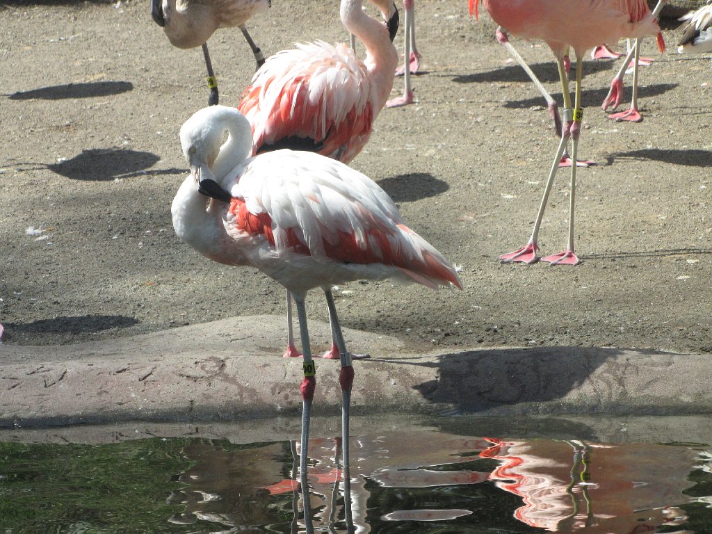 IMG 2942