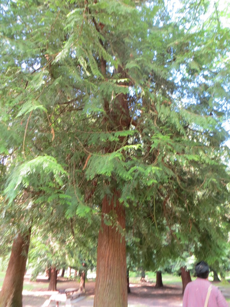 IMG 7384