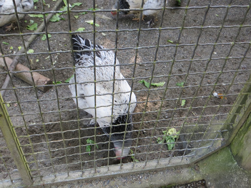 IMG 7402