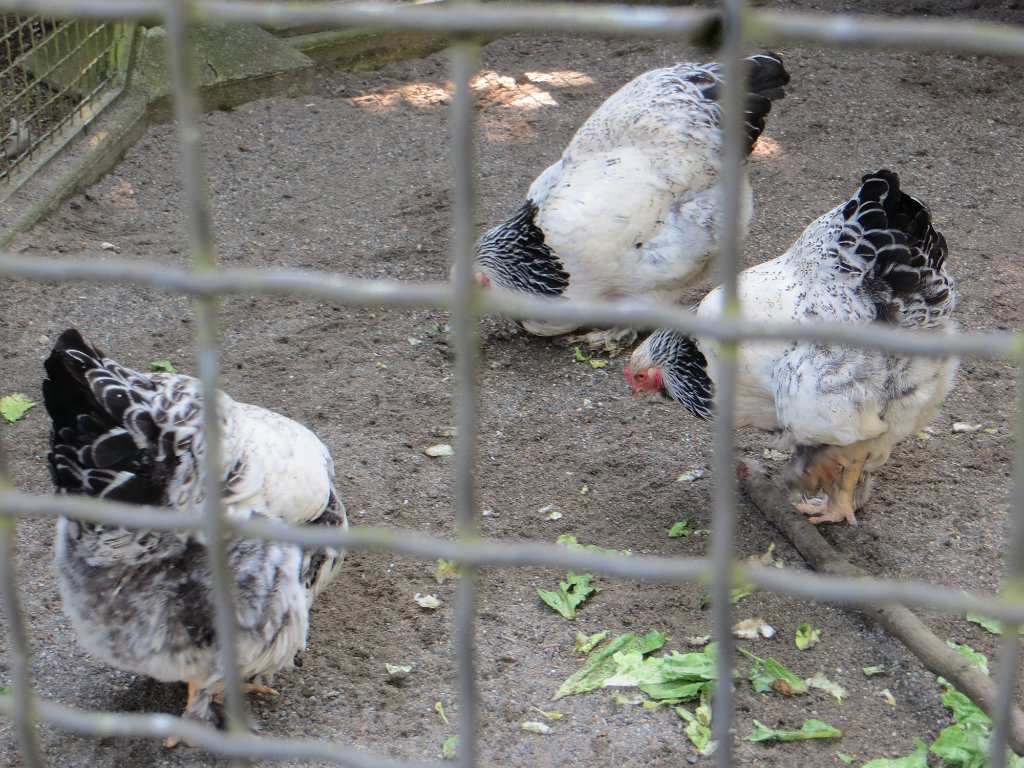 IMG 7404