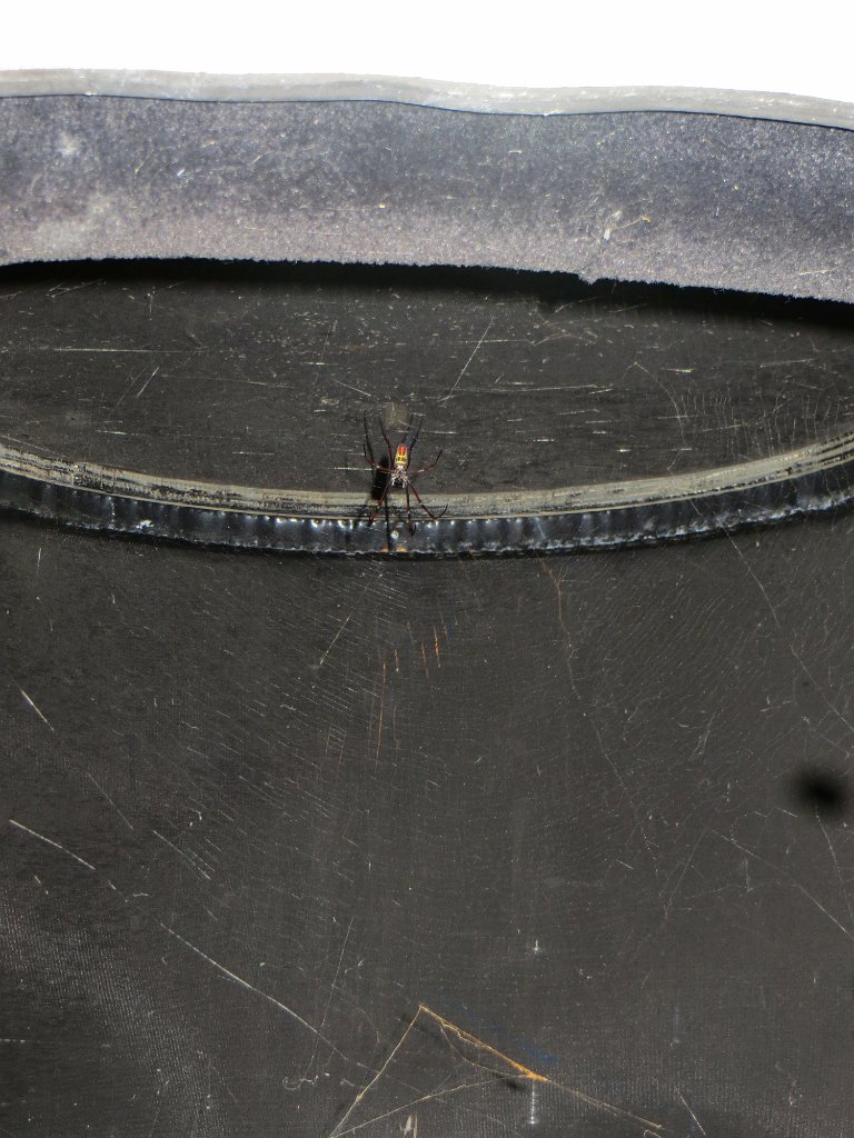 IMG 7435