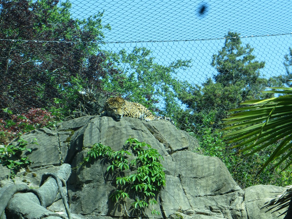 IMG 7452