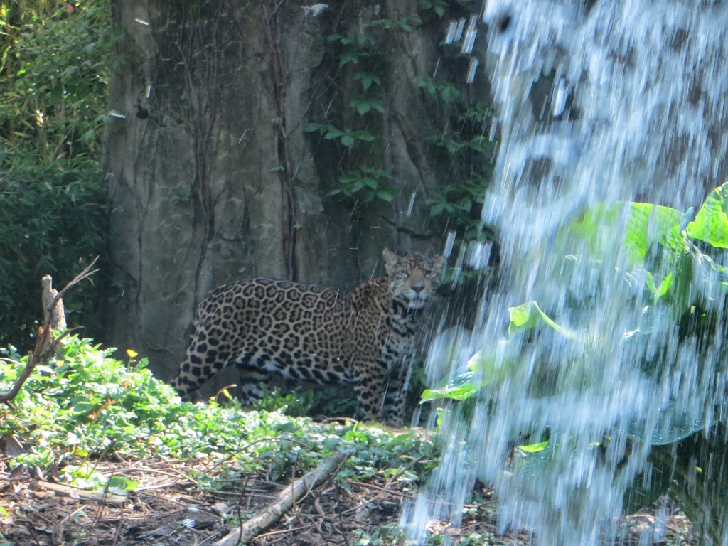 IMG 7453