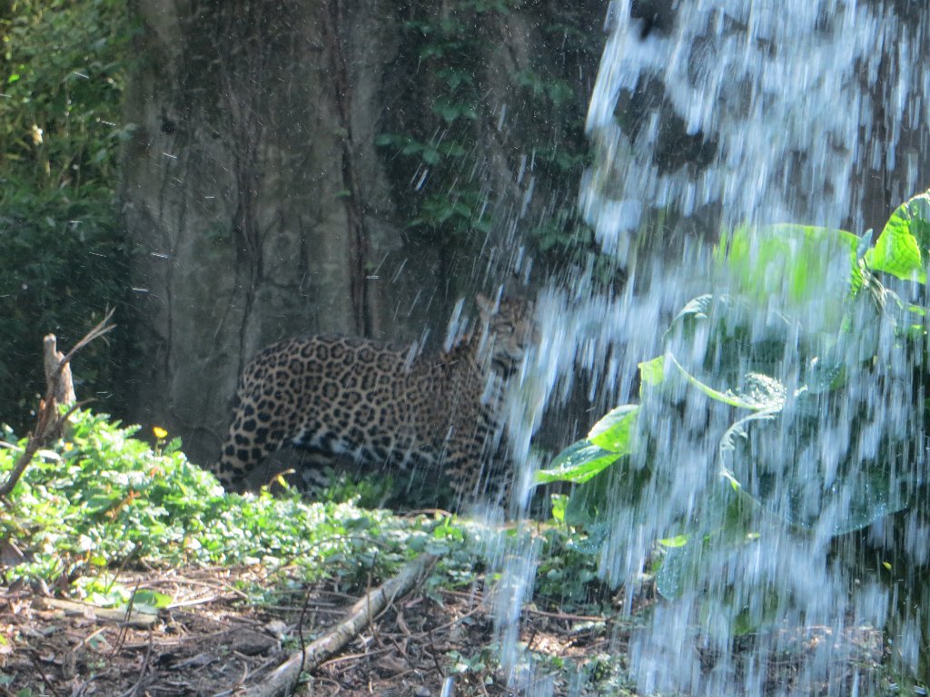 IMG 7454
