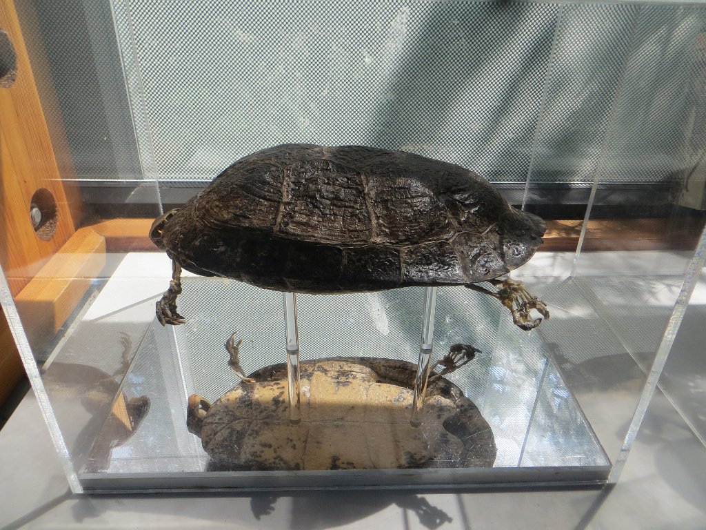 IMG 7517