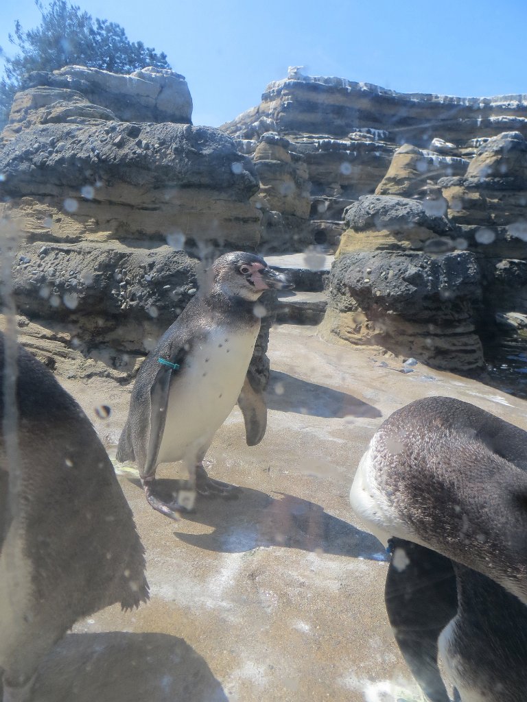 IMG 7535