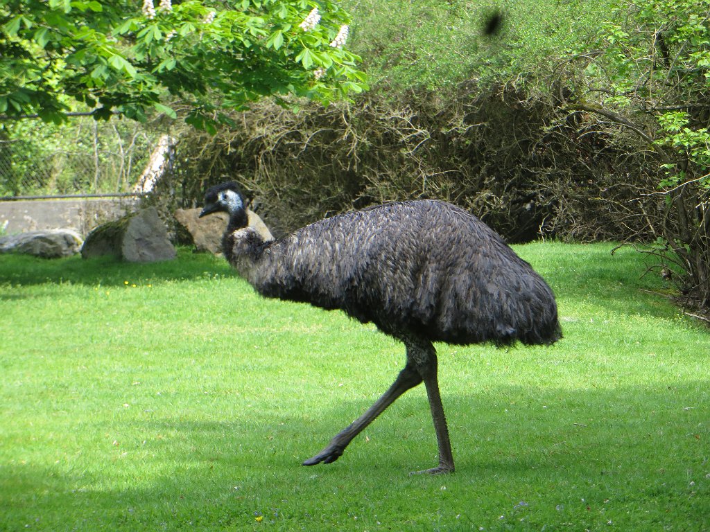 IMG 7574
