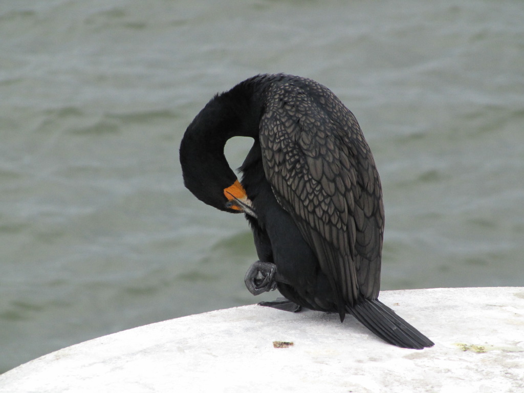 IMG_1179.JPG