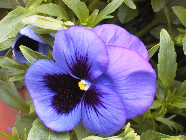 AUT_2005.jpg