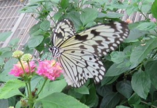 IMG_0429 Paper Kite, Callaway Gardens, Pine Mountain, GA