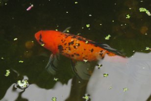 IMG_0443 Amur Carp, Callaway Gardens, Pine Mountain, GA