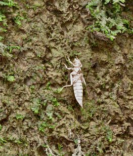 IMG_0873 dragonfly nymph shed, Cedar Creek, Congaree National Park