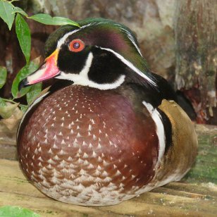 IMG_3557 Male Wood Duck, Tennessee Aquarium, Chattanooga, TN