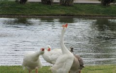 IMG_1409