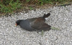 IMG_3178