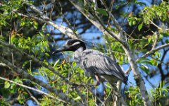 IMG_1246