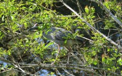 IMG_1252