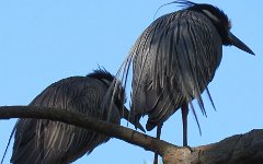 IMG_1275