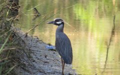 IMG_1285