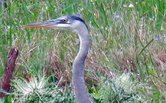 IMG_8020