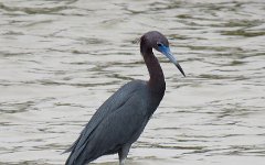 IMG_5025 Li