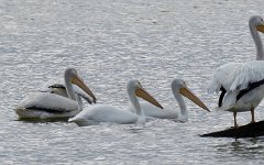 IMG_7312 Pelicans, Seabrook, TX