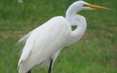 IMG_1874 Great Egret, Cedar Gully, Friendswood, TX