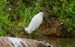 IMG_1879 Snowy Egret, Cedar Gully, Friendswood, TX