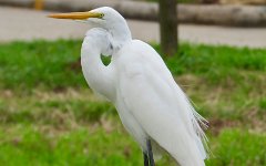 IMG_1889