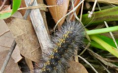 IMG_1906 Salt Marsh Moth Caterpillar, Cedar Gully, Friendswood, TX