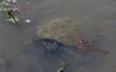 IMG_1919 Red Eared Slider, Cedar Gully, Trash Bash