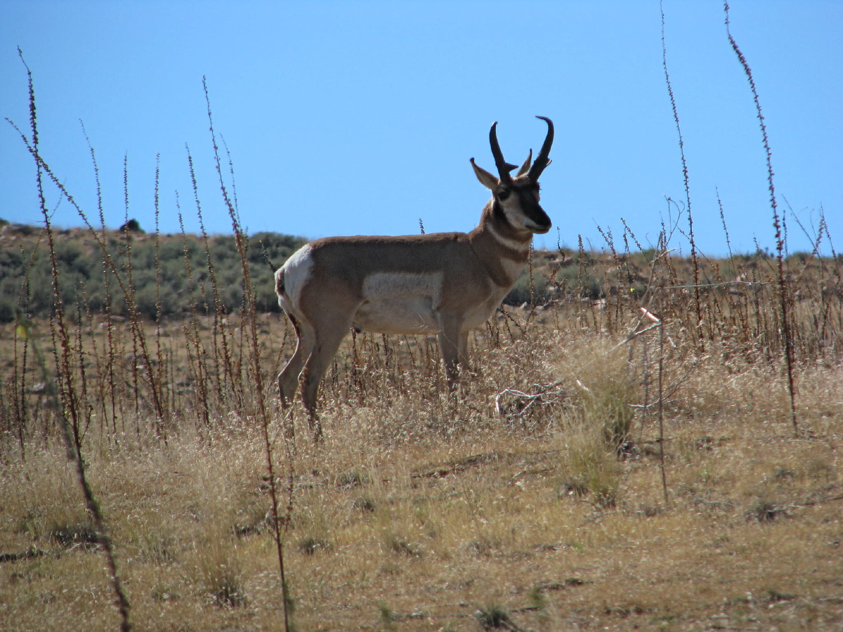 IMG_9519.JPG