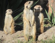 IMG 2642  Meerkats, Virginia Zoological Park, Norfolk, VA