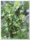 AUT_5352.JPG