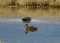 IMG_5028 Gadwall(?) Duck, Tecopa Hotsprings Rd, Shoshone, CA