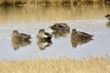 IMG_6875 Gadwall(?) Duck, Tecopa Hotsprings Rd, Shoshone, CA