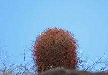 IMG_7728 Barrel Cactus, Fortynine Palms Oasis Trail, Joshua Tree National Park